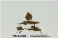 藏品(錦苔科)的圖片